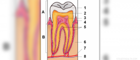 Tooth infection symptoms
