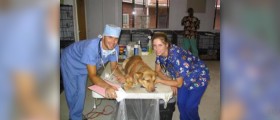 Training for veterinarians