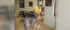 Training for veterinary assistant