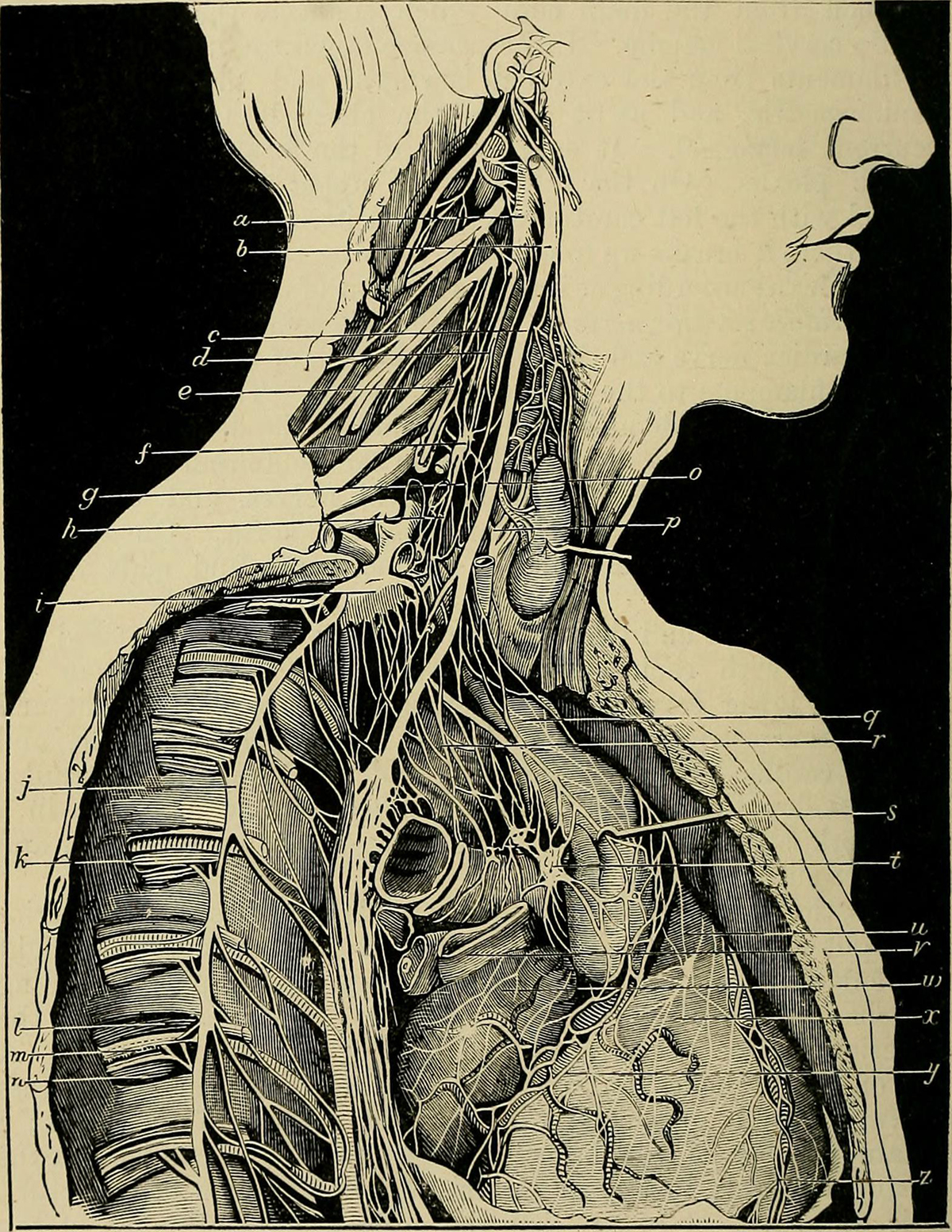 trapped-nerve-in-neck-general-center-steadyhealth