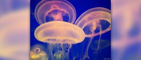 Treat a jellyfish sting