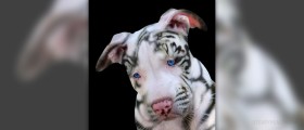 Treat a wound on a dog