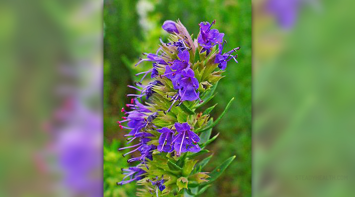 treating-fever-blisters-with-herbs-ear-nose-throat-and-dental