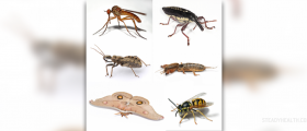 Treating insect bites - how to treat insect bites