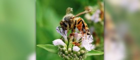 Treating MRSA with manuka honey