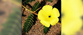 Tribulus side effects