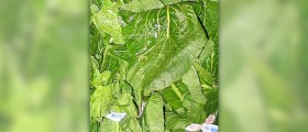 Turnip greens facts