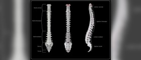 Understanding spinal column