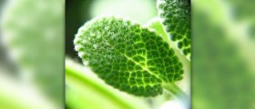 Uses of sage herb