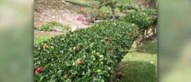 Uva ursi side effects