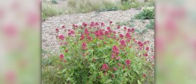 Valerian root dosage