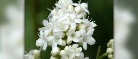 Valerian root side effects