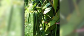 Vanilla essential oil