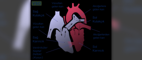 Ventricular fibrillation causes, symptoms and treatment