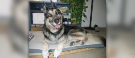 Vestibular disease in dogs