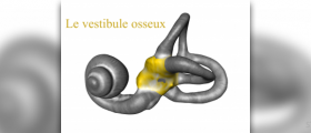 Vestibular system disorders