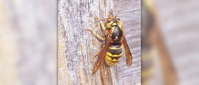 Wasp removal cost