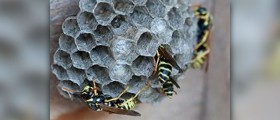 Wasp spray review