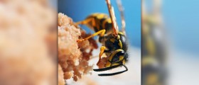 Wasp sting swelling