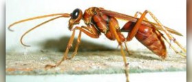 Wasp sting treatment