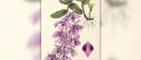 What are anosmia causes