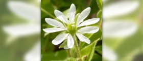 What are chickweed benefits