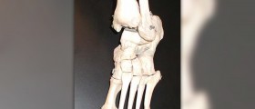 What are foot bones