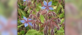 What are the benefits of borage oil