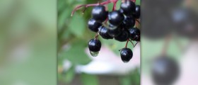What are the benefits of Elderberry