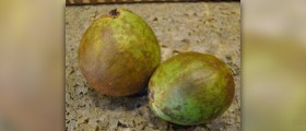 What are the benefits of guava