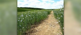 What are the benefits of linseed