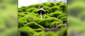 What are the benefits of mushrooms
