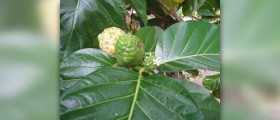 What are the benefits of noni