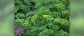What are the benefits of parsley