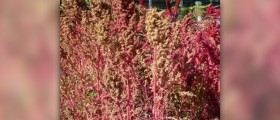 What are the benefits of quinoa