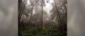 What are the benefits of rainforests