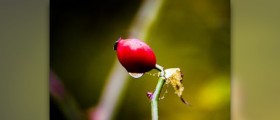 What are the benefits of rose hips