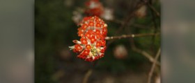 What are the benefits of safflower oil
