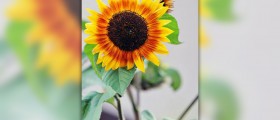 What are the benefits of sunflower seeds