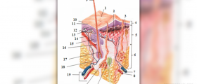 What are the types of skin?