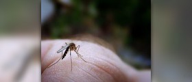 What attracts mosquitoes
