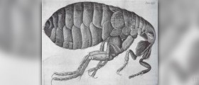 What do flea bites look like