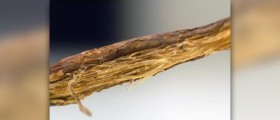 What is licorice root