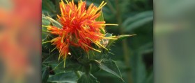 What is safflower oil