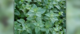 What is spearmint oil