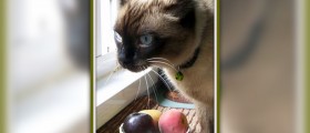 What is the best diet cat food