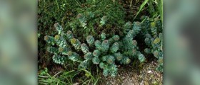 What you need to know about rhodiola