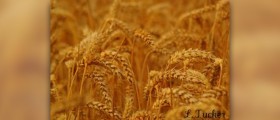 Wheat gluten allergy