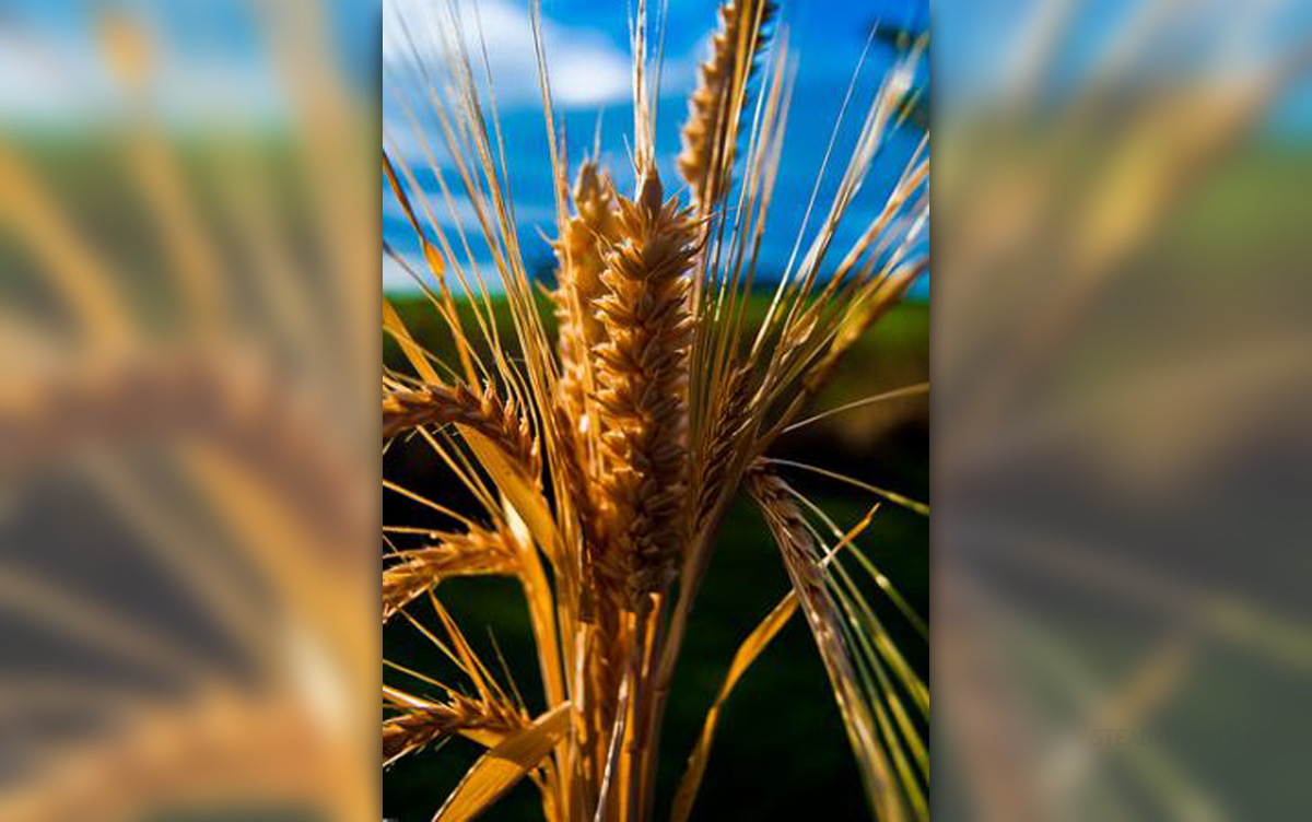 wheat-intolerance-symptoms-general-center-steadyhealth