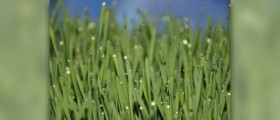 Wheatgrass health benefits